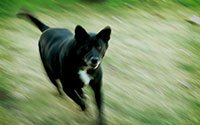 home-dog-bite Los Angeles Auto Accident Lawyer