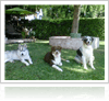 34522_411870512097_616252097_4828282_2586846_n-1000-ffccccccWhite-3333-0.20.3-1 Los Angeles Auto Accident Attorney